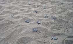 Binlerce Caretta Caretta Yavrusu Akdeniz'le Buluştu