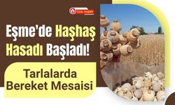 Eşme'de Haşhaş Hasadı Başladı! Tarlalarda Bereket Mesaisi