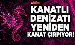 Kanatlı Denizatı Yeniden Kanat Çırpıyor!