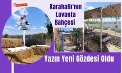 Karahallı'nın Lavanta Bahçesi Yazın Yeni Gözdesi Oldu