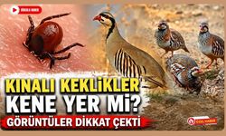 Kınalı Keklikler Kene Yer mi? Görüntüler Dikkat Çekti