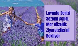 Lavanta Denizi'nde Mor Güzellik Ziyaretçilerini Bekliyor
