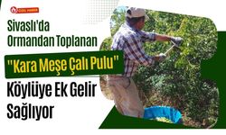 Sivaslı'da Ormandan Toplanan "Kara Meşe Çalı Pulu" Köylüye Ek Gelir Sağlıyor