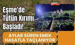 Eşme'de Tütün Kırımı Başladı! Aylar Süren Emek Hasatla Taçlanıyor
