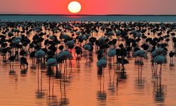 Tuz Gölü'nde Flamingo Sevinci! Son 5 Yılın En Yüksek Yavru Sayısına Ulaşıldı