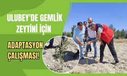 Ulubey'de Gemlik Zeytini İçin Adaptasyon Çalışması!