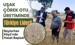 Uşak Çörek Otu Üretiminde Türkiye Lideri! Beylerhan Köyü'nde Hasat Başladı