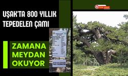 Uşak'ta 800 Yıllık Tepedelen Çamı Zamana Meydan Okuyor