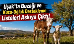 Uşak'ta Buzağı ve Kuzu-Oğlak Destekleme Listeleri Askıya Çıktı! Yetiştiricilere Kontrol Uyarısı