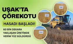 Uşak'ta Çörekotu Hasadı Başladı! 60 Bin Dekara Yaklaşan Üretimde Verim Yüz Güldürdü