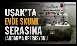 Uşak'ta Evde Skunk Serasına Jandarma Operasyonu