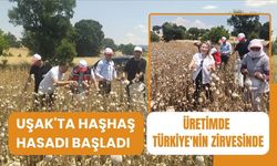 Uşak'ta Haşhaş Hasadı Başladı, Üretimde Zirvedeyiz