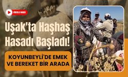 Uşak'ta Haşhaş Hasadı Başladı! Koyunbeyli'de Emek ve Bereket Bir Arada