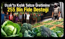 Uşak’ta Kışlık Sebze Üretimine 255 Bin Fide Desteği