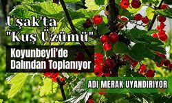 Uşak'ta "Kuş Üzümü" Koyunbeyli'de Dalından Toplanıyor, Adı Merak Uyandırıyor