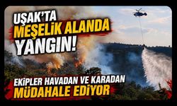Uşak'ta Meşelik Alanda Yangın! Ekipler Havadan ve Karadan Müdahale Ediyor