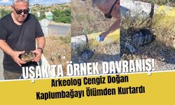 Uşak'ta Örnek Davranış! Arkeolog Cengiz Doğan Kaplumbağayı Ölümden Kurtardı