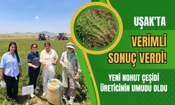Uşak'ta Verimli Sonuç Verdi! Yeni Nohut Çeşidi Üreticinin Umudu Oldu