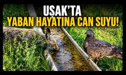 Uşak'ta Yaban Hayatına Can Suyu! Doğaya Su Tekneleri Yerleştiriliyor