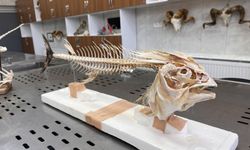 8. Yüzyıldan Kalan Köpek İskeleti ve Mamut Dişi! Veterinerlik Öğrencileri Bunlarla Eğitim Görüyor