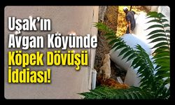 Uşak’ın Avgan Köyünde Köpek Dövüşü İddiası!