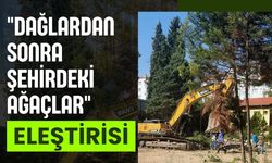 "Dağlardan Sonra Şehirdeki Ağaçlar" Eleştirisi