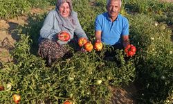 21 Yıl Sonra Köyüne Dönüp Çiftçiliğe Başladı, Bir Sezon Yetti: “Geldiğime Pişman Oldum”