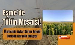 Eşme’de Tütün Mesaisi! Üreticinin Aylar Süren Emeği Tarlada Karşılık Buluyor