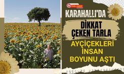 Karahallı’da Dikkat Çeken Tarla, Ayçiçekleri İnsan Boyunu Aştı