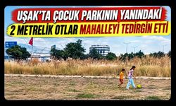 Uşak’ta Çocuk Parkının Yanındaki 2 Metrelik Otlar Mahalleliyi Tedirgin Etti