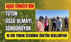 Uşak Türkiye’nin Tütün Üssü Olmayı Sürdürüyor, 10 Bin Tonun Üzerinde Üretim Bekleniyor