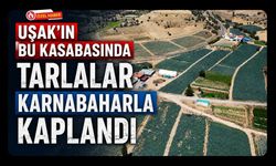 Uşak’ın Bu Kasabasında Tarlalar Karnabaharla Kaplandı