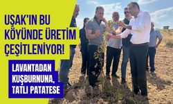 Uşak'ın Bu Köyünde Üretim Çeşitleniyor! Lavantadan Kuşburnuna, Tatlı Patatese
