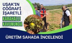 Uşak’ın Coğrafi İşaretli Karahallı Kavununda Üretim Sahada İncelendi