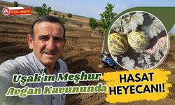 Uşak'ın Meşhur Avgan Kavununda Hasat Heyecanı! Kışlık Kavunlar Gün Sayıyor