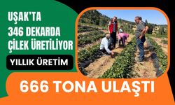 Uşak’ta 346 Dekarda Çilek Üretiliyor, Yıllık Üretim 666 Tona Ulaştı