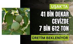 Uşak’ta 41 Bin Dekar Cevizde 7 Bin 612 Ton Üretim Bekleniyor