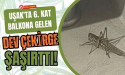 Uşak'ta 6. Kat Balkona Gelen Dev Çekirge Şaşırttı! Vatandaş İlk Kez Bu Kadar Büyüğünü Gördü