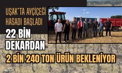 Uşak’ta Ayçiçeği Hasadı Başladı, 22 Bin Dekardan 2 Bin 240 Ton Ürün Bekleniyor