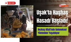 Uşak'ta Haşhaş Hasadı Başladı! Bozkuş Köyü'nde Geleneksel Yöntemler Yaşatılıyor