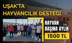 Uşak’ta Hayvancılık Desteği, Hayvan Başına Aylık 1500 TL