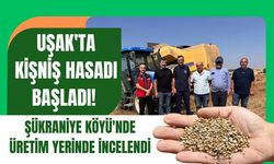 Uşak'ta Kişniş Hasadı Başladı! Şükraniye Köyü'nde Üretim Yerinde İncelendi