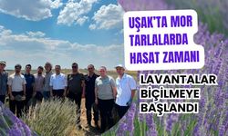Uşak’ta Mor Tarlalarda Hasat Zamanı, Lavantalar Biçilmeye Başlandı