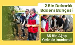 2 Bin Dekarlık Badem Bahçesi: 85 Bin Ağaç Yerinde İncelendi
