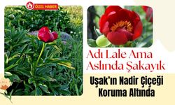 Adı Lale Ama Aslında Şakayık, Uşak’ın Nadir Çiçeği Koruma Altında