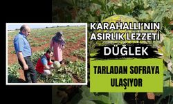 Karahallı’nın Asırlık Lezzeti Düğlek Tarladan Sofraya Ulaşıyor