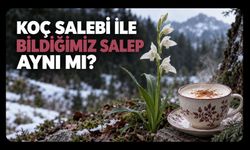 Kışın Fincanları Isıtan Salep ile Koç Salebi Aynı mı? İşte Doğrusuyla Bilinenler