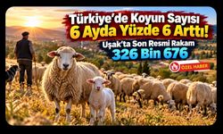 Türkiye'de Koyun Sayısı 6 Ayda Yüzde 6 Arttı! Uşak'ta Son Resmi Rakam 326 Bin 676