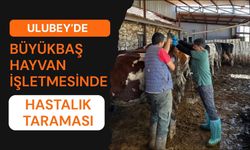 Ulubey’de Büyükbaş Hayvan İşletmesinde Hastalık Taraması, Kan Numuneleri Alındı