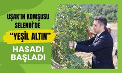 Uşak’ın Komşusu Selendi’de “Yeşil Altın” Hasadı Başladı